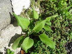 Borago officinalis