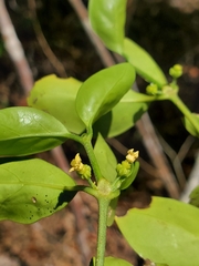 Peponidium