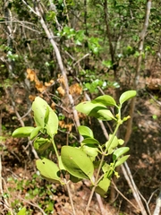 Peponidium