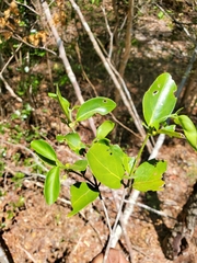 Peponidium