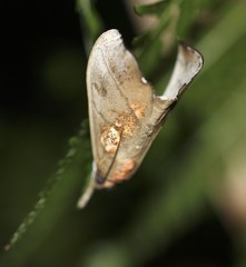 Styphlolepis hypermegas