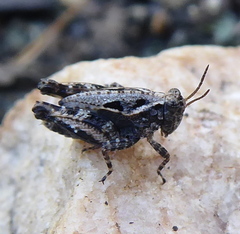 Tetrigidae