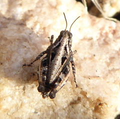 Tetrigidae