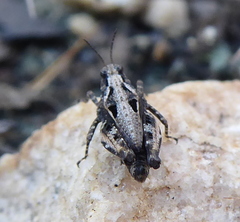 Tetrigidae