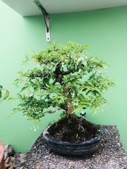Wrightia religiosa