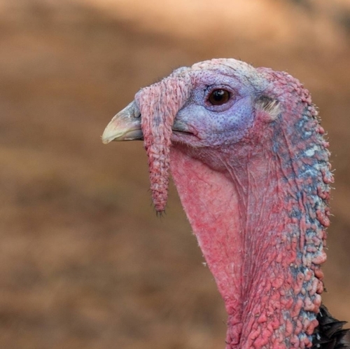 Wild Turkey photographed in Kansas