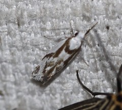 Lichenaula laniata