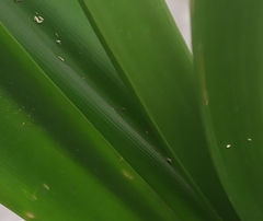 Hymenocallis littoralis
