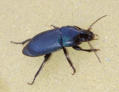 Harpalus dimidiatus