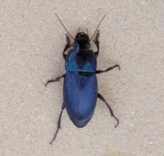 Harpalus dimidiatus