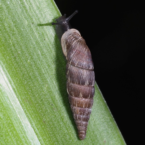 Two lipped door snail