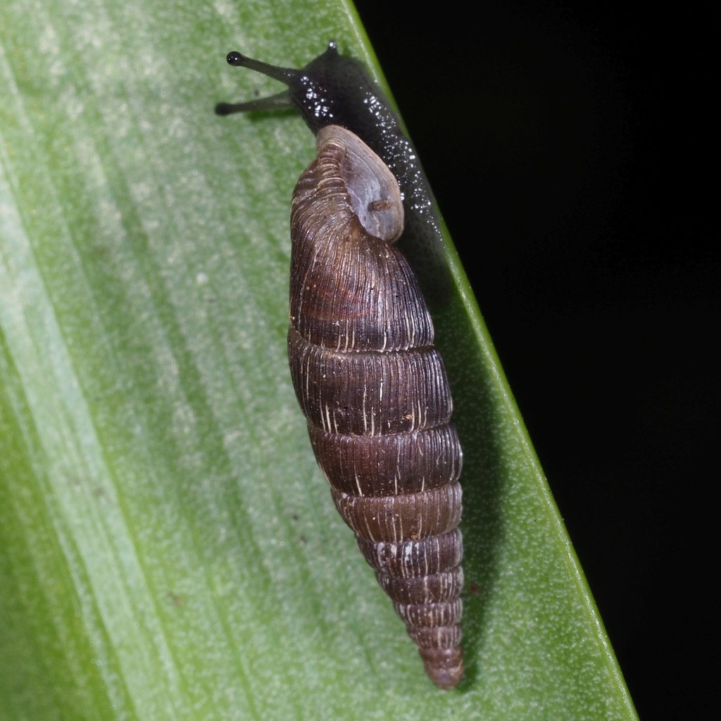 Door snails