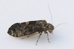 Myopsocus