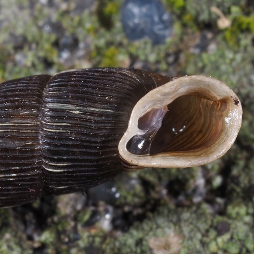 Two lipped door snail