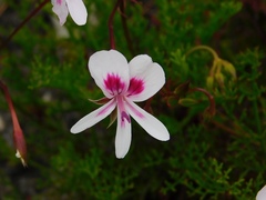 Pelargonium divisifolium
