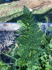 Daucus carota sativus