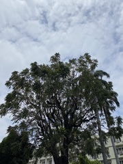 Tabebuia