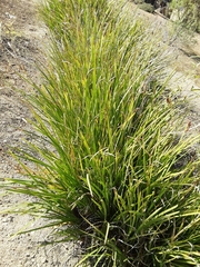 Dietes