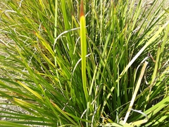 Dietes