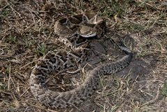 Crotalus basiliscus