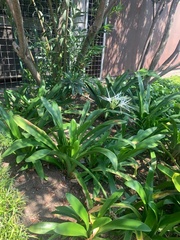 Hymenocallis littoralis