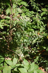 Symphyotrichum lateriflorum lateriflorum