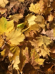Acer platanoides