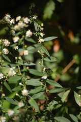 Symphyotrichum lateriflorum lateriflorum
