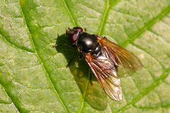 Cheilosia impressa