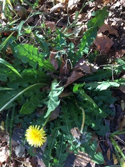 Taraxacum officinale