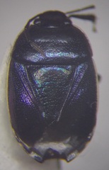 Canthophorus mixtus