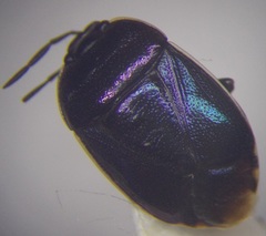 Canthophorus mixtus