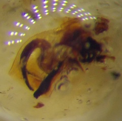 Canthophorus mixtus