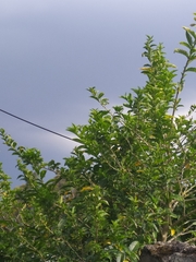 Maytenus boaria