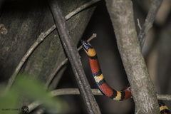 Lampropeltis annulata