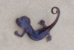 Triturus ivanbureschi