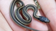 Thamnophis elegans terrestris