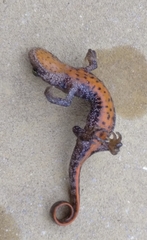 Triturus ivanbureschi