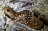 Plethodontine Salamanders - Photo (c) Adam J. Searcy, some rights reserved (CC BY), uploaded by Adam J. Searcy