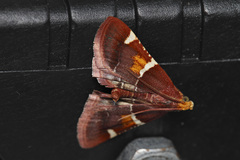 Pyralis kacheticalis