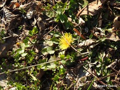 Taraxacum nevadense