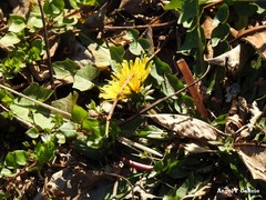 Taraxacum nevadense