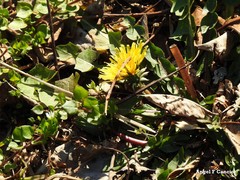 Taraxacum nevadense