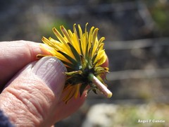 Taraxacum nevadense