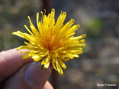 Taraxacum nevadense