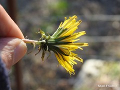 Taraxacum nevadense