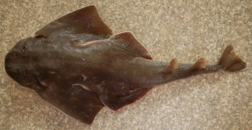 Atlantic Angelshark