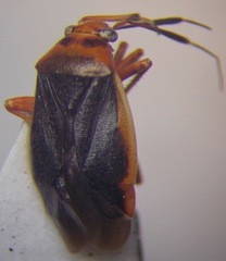 Capsus cinctus