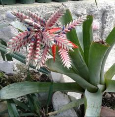 Bromeliaceae