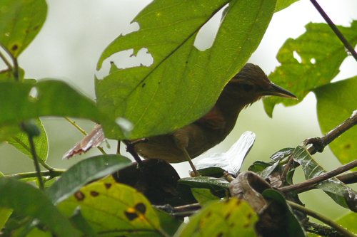 Dendroma rufa